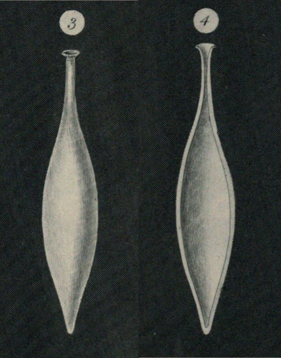 Lagena laevis var. amphora Williamson, 1848 Lagena laevis var. amphora Williamson, 1848