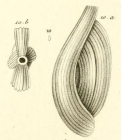 Quinqueloculina striata d'Orbigny in Guérin-Méneville, 1844