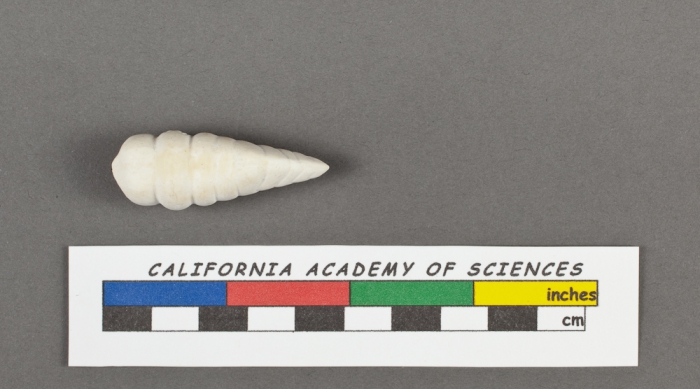 Bigenerina nodosaria d'Orbigny, 1826 Bigenerina nodosaria d'Orbigny, 1826
