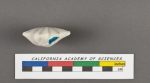 Calcarina calcar d'Orbigny, 1826