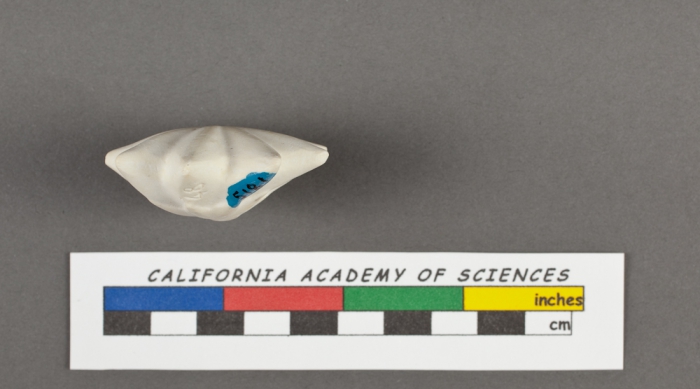 Calcarina calcar d'Orbigny, 1826 Calcarina calcar d'Orbigny, 1826