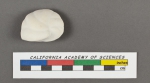 Cassidulina laevigata d'Orbigny, 1826