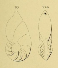 Cristellaria laevigata d'Orbigny, 1826
