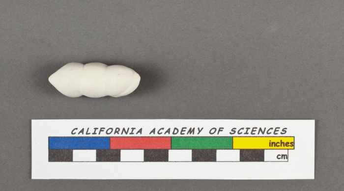 Dimorphina tuberosa d'Orbigny, 1826 Dimorphina tuberosa d'Orbigny, 1826