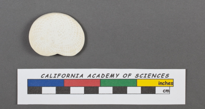 Heterostegina depressa d'Orbigny, 1826 Heterostegina depressa d'Orbigny, 1826