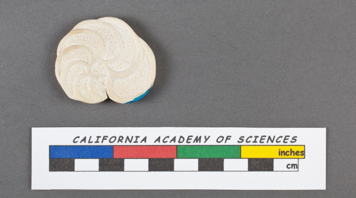 Planulina ariminensis d'Orbigny, 1826 Planulina ariminensis d'Orbigny, 1826