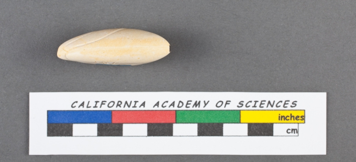 Polymorphina burdigalensis d'Orbigny, 1826 Polymorphina burdigalensis d'Orbigny, 1826
