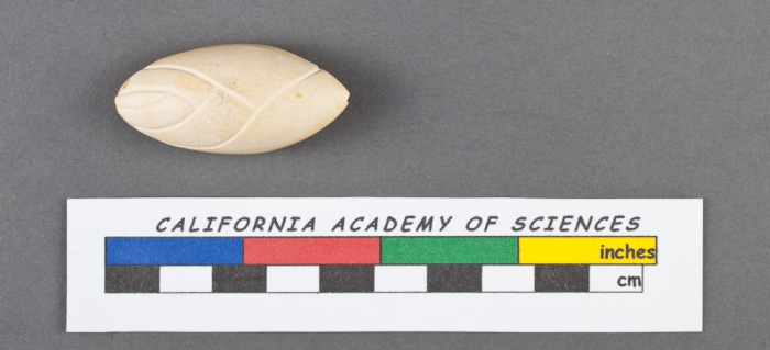 Polymorphina burdigalensis d'Orbigny, 1826 Polymorphina burdigalensis d'Orbigny, 1826