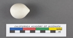 Polymorphina (Globuline) gibba d'Orbigny, 1826
