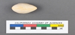 Polymorphina (Pyruline) gutta d'Orbigny, 1826