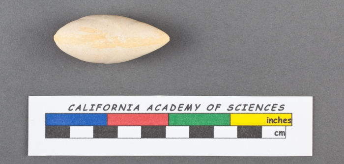 Polymorphina (Pyruline) gutta d'Orbigny, 1826 Polymorphina (Pyruline) gutta d'Orbigny, 1826