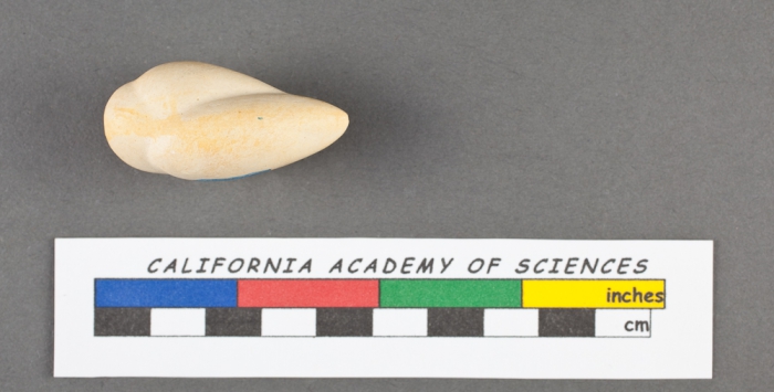 Polymorphina problema d'Orbigny, 1826 Polymorphina problema d'Orbigny, 1826