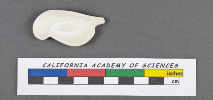 Quinqueloculina lyra d'Orbigny, 1826 Quinqueloculina lyra d'Orbigny, 1826