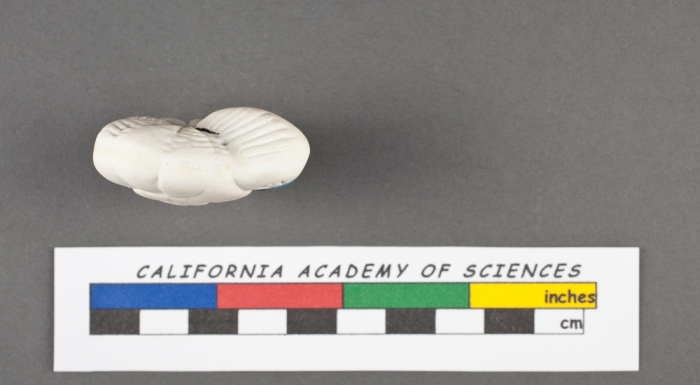 Rotalia corallinarum d'Orbigny, 1826 Rotalia corallinarum d'Orbigny, 1826
