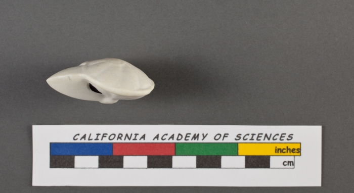 Rotalia pulchella d'Orbigny, 1826 Rotalia pulchella d'Orbigny, 1826