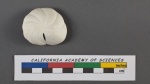 Rotalia punctulata d'Orbigny, 1826