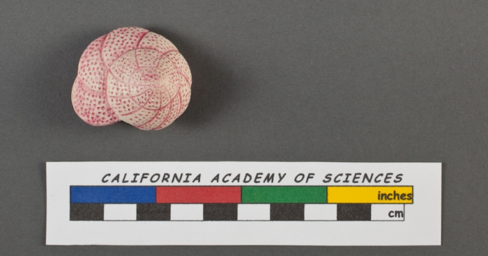 Rotalia rosea d'Orbigny, 1826 Rotalia rosea d'Orbigny, 1826