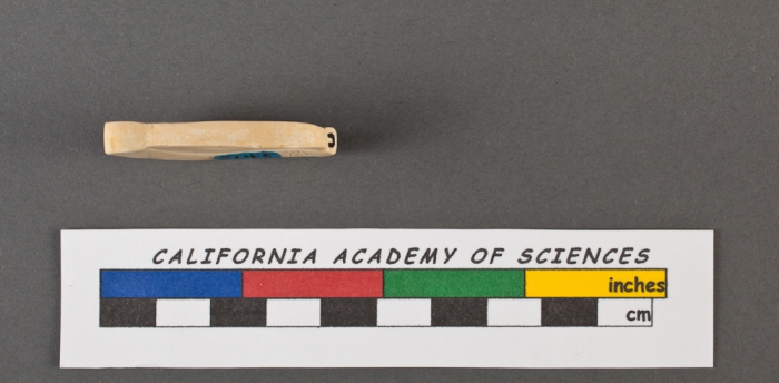 Spiroloculina depressa d'Orbigny, 1826 Spiroloculina depressa d'Orbigny, 1826