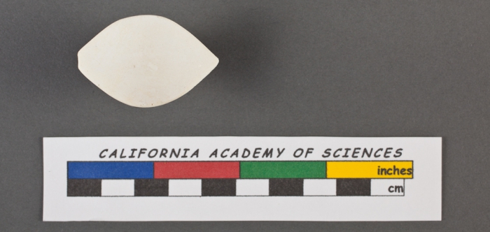 Triloculina tricarinata d'Orbigny, 1826 Triloculina tricarinata d'Orbigny, 1826