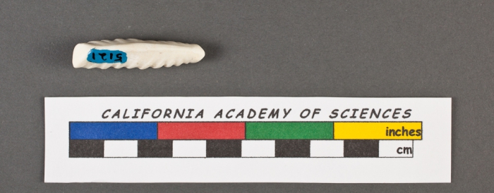 Vaginulina elegans d'Orbigny, 1826 Vaginulina elegans d'Orbigny, 1826