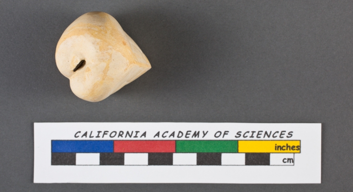 Valvulina triangularis d'Orbigny, 1826 Valvulina triangularis d'Orbigny, 1826