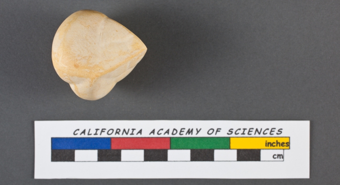 Valvulina triangularis d'Orbigny, 1826 Valvulina triangularis d'Orbigny, 1826