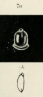 Lagena inaequilateralis var. semimarginata Sidebottom, 1906