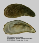 Mytilopsis leucophaeata