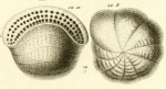 Alveolina bulloides d'Orbigny in Guérin-Méneville, 1844