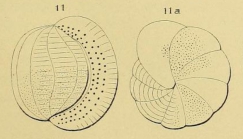 Alveolina bulloides d'Orbigny in Guérin-Méneville, 1844