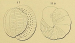 Alveolina bulloides d'Orbigny in Guérin-Méneville, 1844