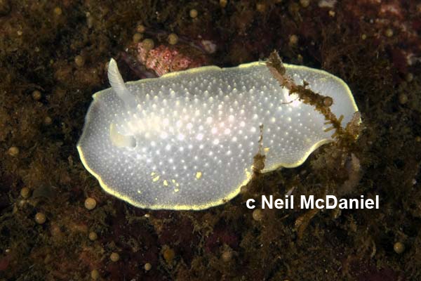 Cadlina luteomarginata Cadlina luteomarginata