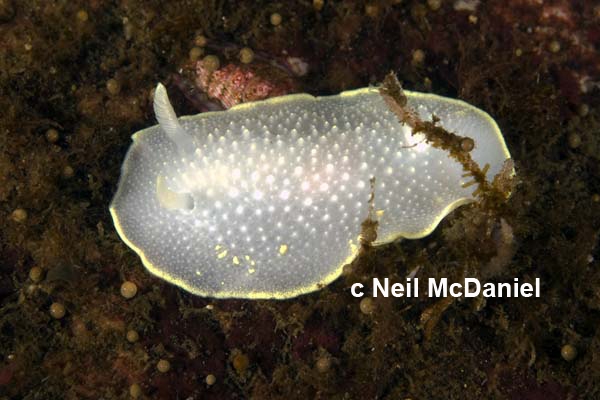 Cadlina luteomarginata