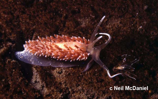 Flabellina islandica