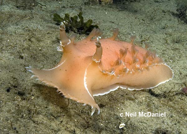 Tritonia exsulans Tritonia exsulans