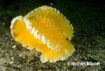 Nudibranchia
