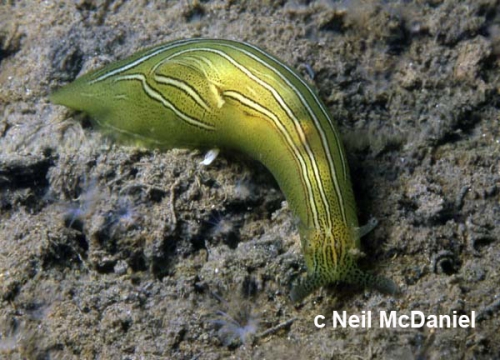 Phyllaplysia taylori