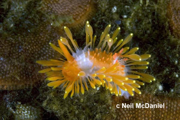 Limacia cockerelli Limacia cockerelli