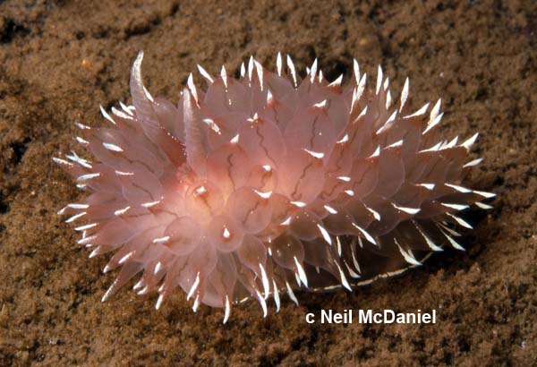 Janolus gelidus Janolus gelidus