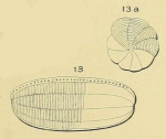 Alveolina oblonga d'Orbigny, 1826