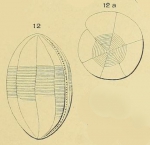 Alveolina ovoidea d'Orbigny, 1826