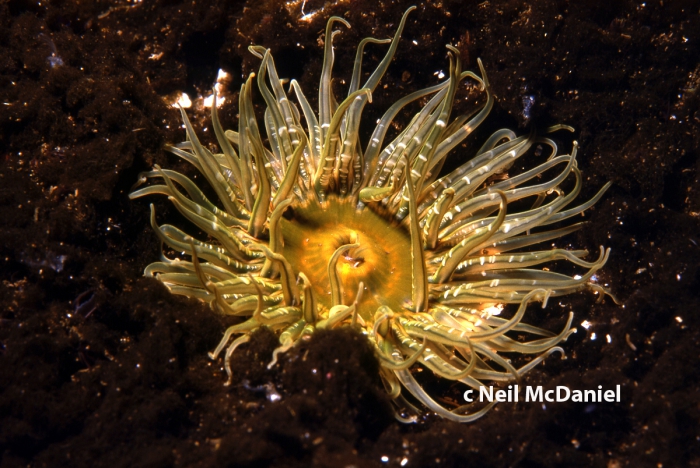 Anthopleura artemisia