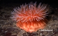 Anthozoa