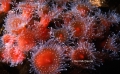 Anthozoa