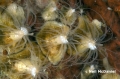 Anthozoa