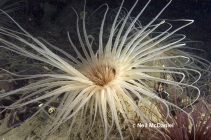 Pachycerianthus cf. torreyi