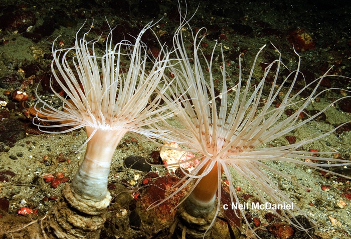Pachycerianthus cf. fimbriatus Pachycerianthus cf. fimbriatus