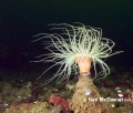 Anthozoa