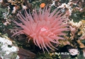 Anthozoa