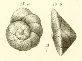 Rotalia rosea d'Orbigny in Guérin-Méneville, 1832 Rotalia rosea d'Orbigny in Guérin-Méneville, 1832